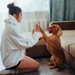 Pet treats: our picks & favourite recipes